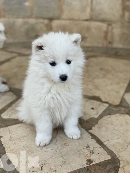 45 days old pure samoyed puppies for reservation 14