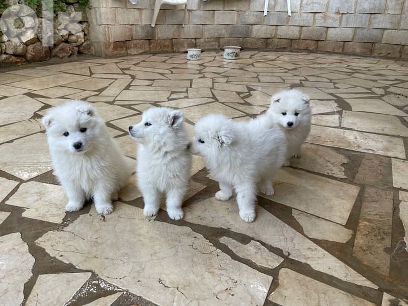45 days old pure samoyed puppies for reservation 15