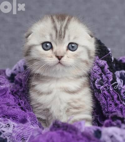Scottish fold silver chinchilla imported kitten