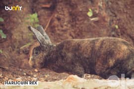 أرانب سلالة رأس الاسد الأصلية الأجنبية - lionhead rabbit pure breed 0