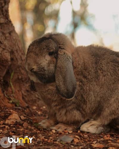 أرانب سلالة رأس الاسد الأصلية الأجنبية - lionhead rabbit pure breed 1