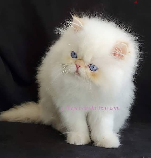 Persian Long Hair Kitten 0
