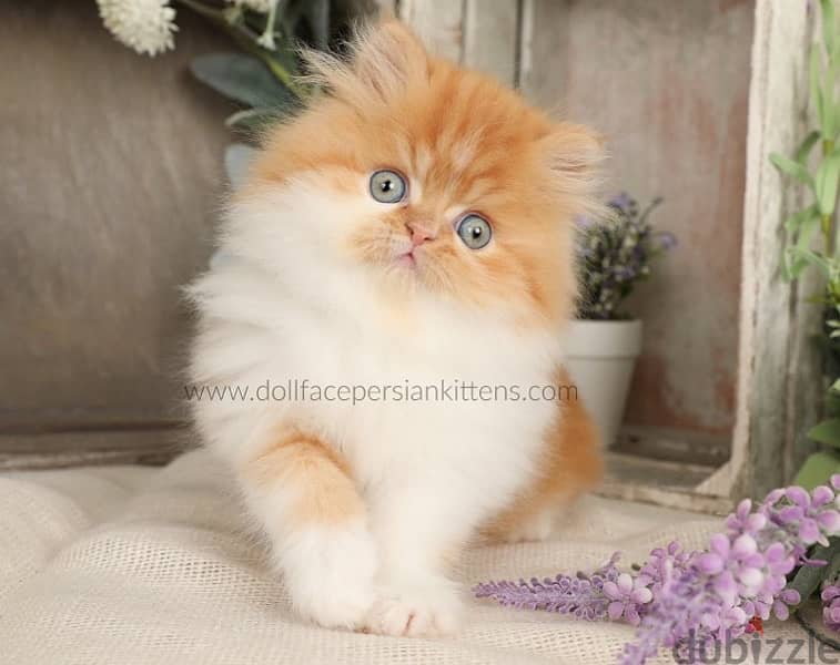 Persian Long Hair Kitten 2