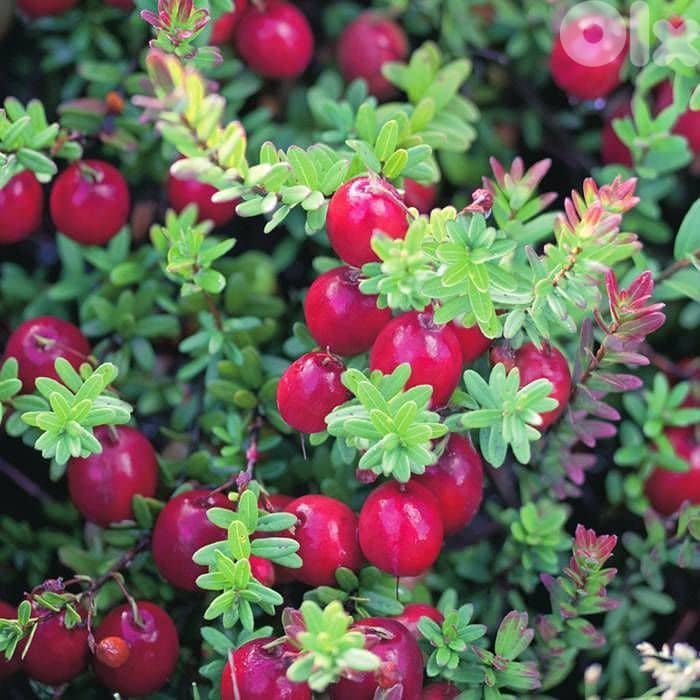 American cranberry 0