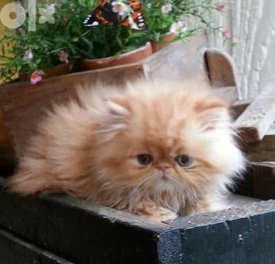 Orange Persian PEKEFACE