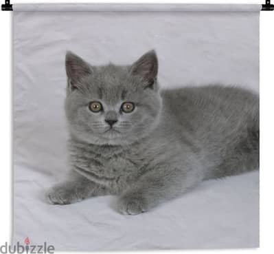 British ShortHair Grey