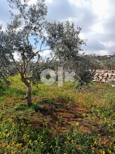 شجر زيتون للبيع عمرون 10سنين