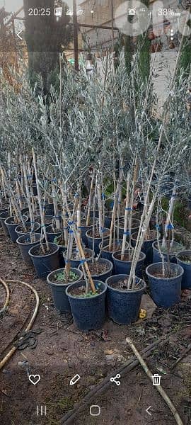 green ranches nursery. ainzhalta 4