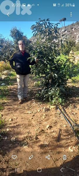 green ranches nursery. ainzhalta 6