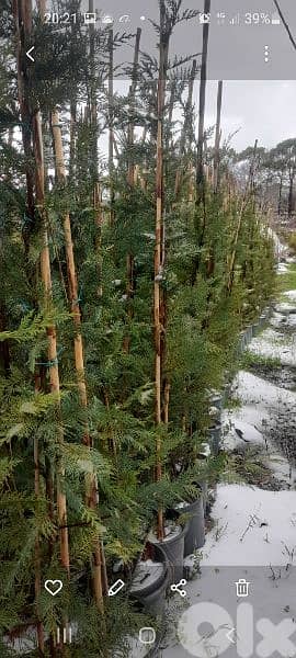 green ranches nursery. ainzhalta 8