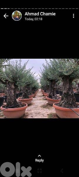 green ranches nursery. ainzhalta 9
