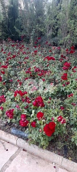 green ranches nursery. ainzhalta 10
