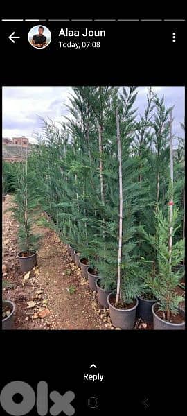 green ranches nursery. ainzhalta 13