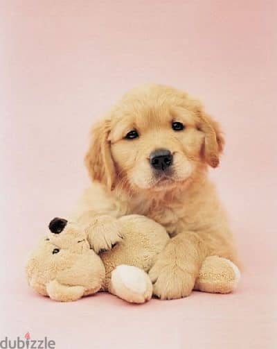 Golden Retriever Bear Gold