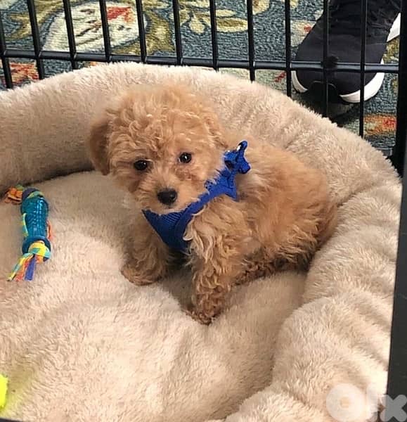 Maltipoo Imported puppy 0