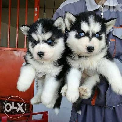 Husky puppies blue eyes in Store/ dog