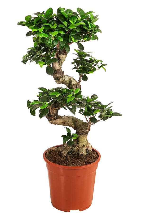 Curved bonsai 0