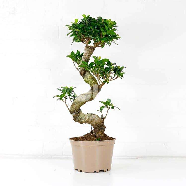 Curved bonsai 1