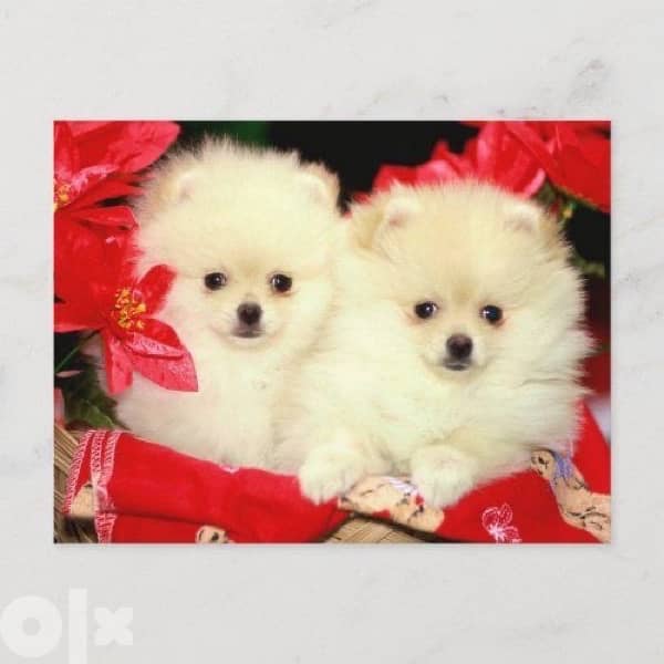 Pomeranian Spitz White Small 0