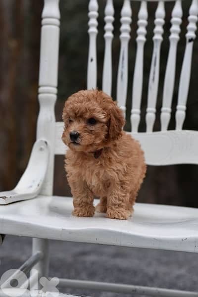 toy Poodle imported brown CUTENESS 0