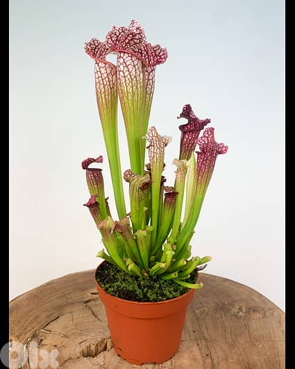 Pitcher carnivorous plant 0