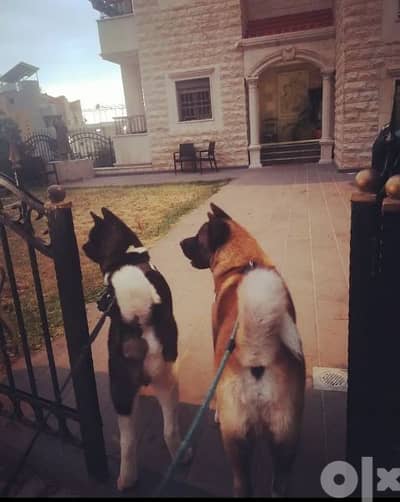 Giant American Akita Male  for Mating, No puppy needed.