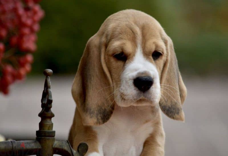 Special Beagle Imported 2