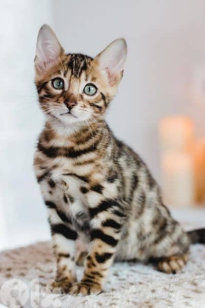 Bengal Kittens in store & delibery / Cat قطط 0