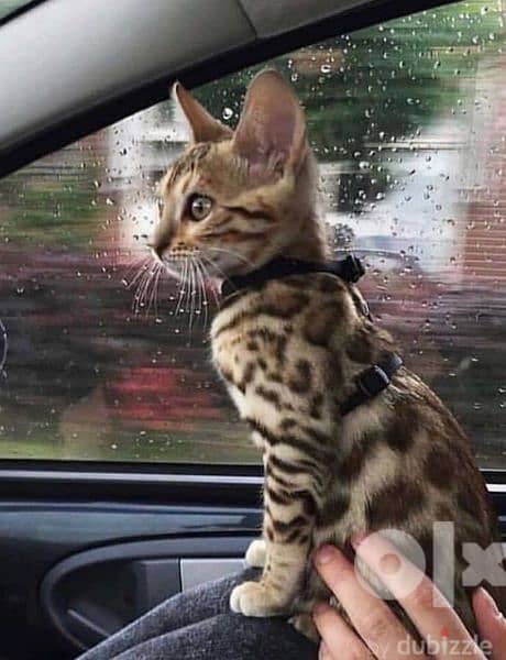 Bengal Kittens - Cat Available قطط 0
