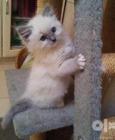 Himalayan Kitten
