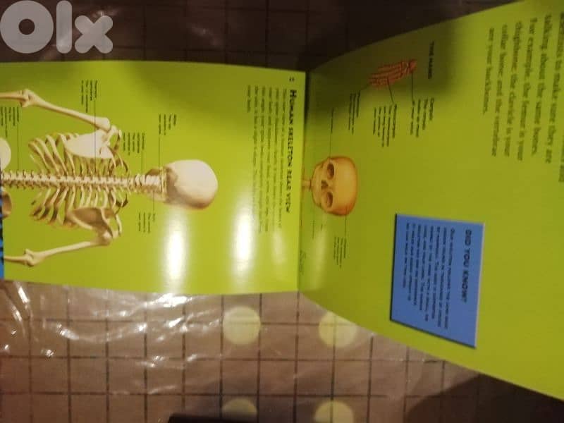 bones 3