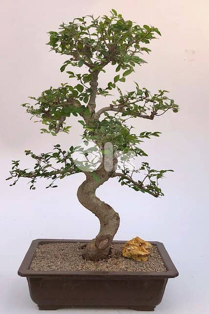 Chinese ulmus bonsai 0