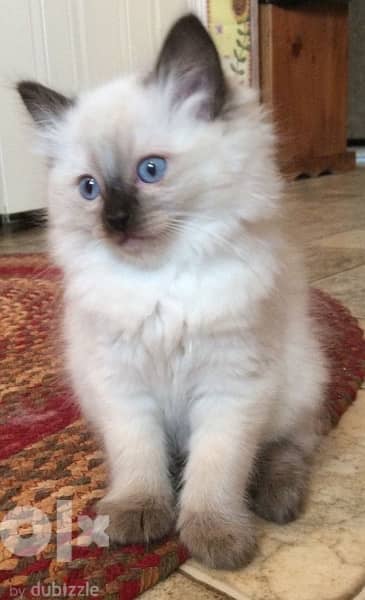 Himalayan kitten delivery available