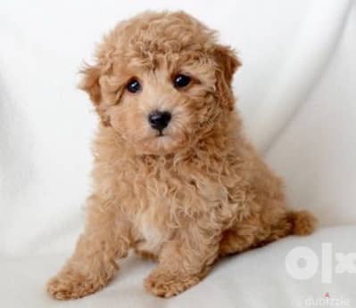 mini GoldenDoodle Imported lovies Dog