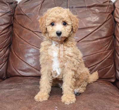 Imported Miniature Labradoodle كلاب