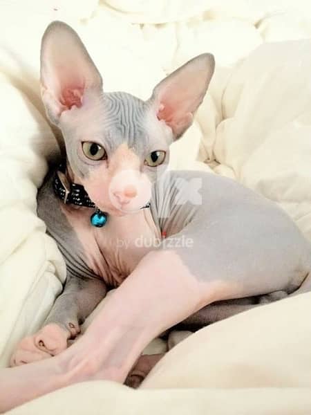 Sphynx Kitten Cat 0