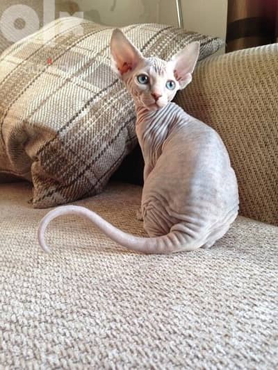 Sphynx Kitten Love imported