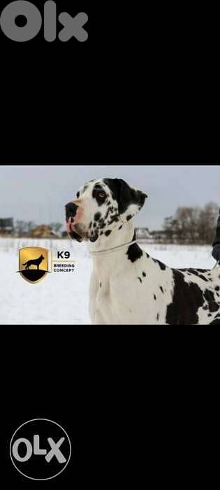Great Dane 2