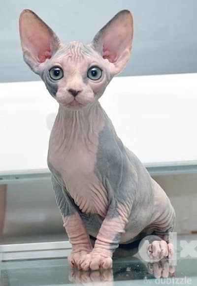 Sphynx Kitten Cat