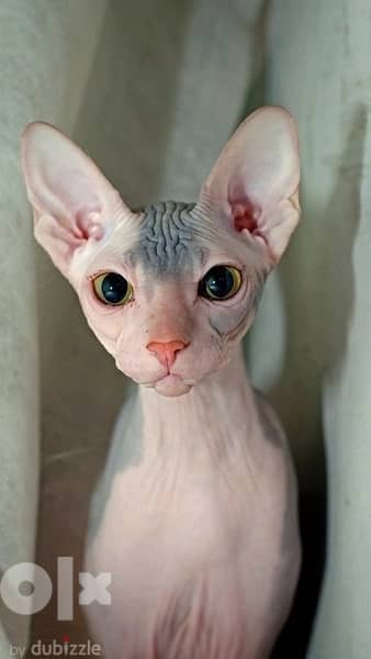 Imported Sphynx Kitten CAT CUTE