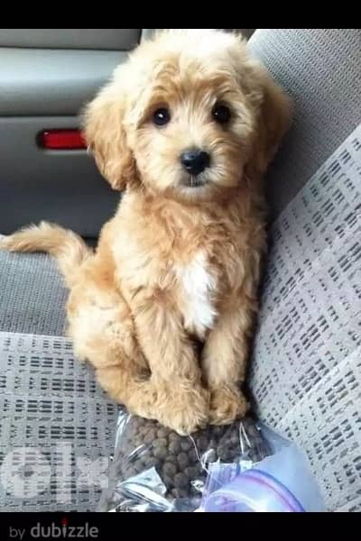 Mini Goldendoodle imported Gold Cutie 0