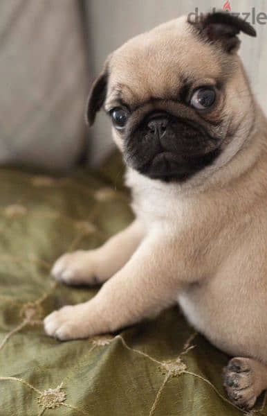 Pug Puppies Available Now كلاب dog