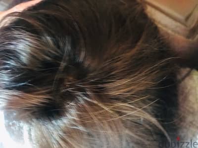 شعر طبيعي ١٠٠٪؜hair extensions 100% normal