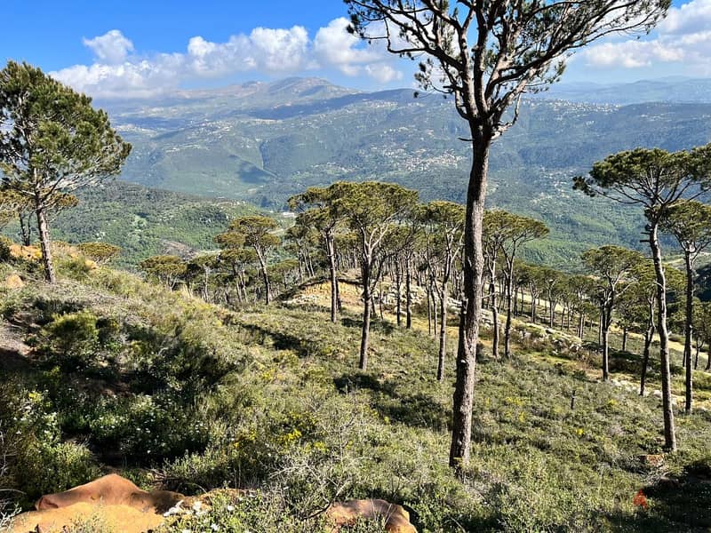 2545 Sqm | Land For Sale In Kaakour | Panoramic View 1