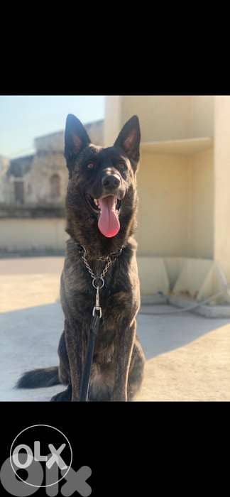 dutch shepherd lal zawej 0