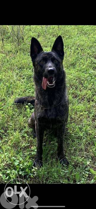 dutch shepherd lal zawej 2