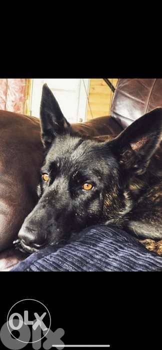 dutch shepherd lal zawej 3