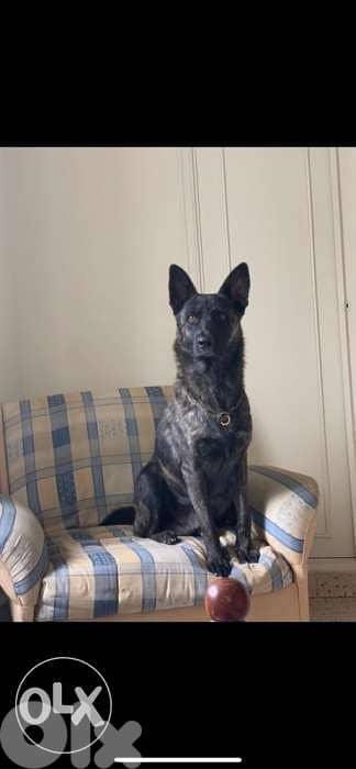 dutch shepherd lal zawej 4