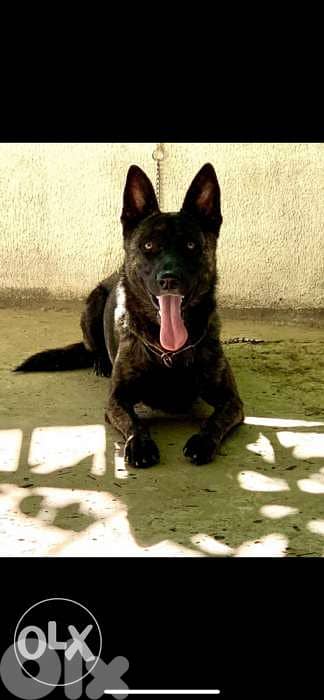 dutch shepherd lal zawej 5