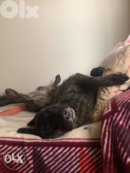 dutch shepherd lal zawej 6